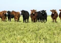 Vicec carne: los productores ganaderos que se incriban antes de junio accederán a análisis gratuitos