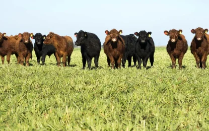 Vicec carne: los productores ganaderos que se incriban antes de junio accederán a análisis gratuitos