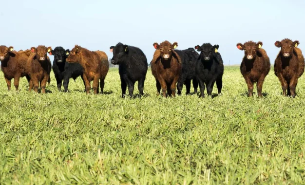 Vicec carne: los productores ganaderos que se incriban antes de junio accederán a análisis gratuitos