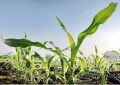 Biológicos: el nuevo tablero de los agroinsumos