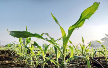 Biológicos: el nuevo tablero de los agroinsumos