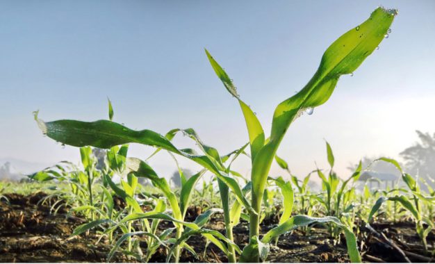 Biológicos: el nuevo tablero de los agroinsumos