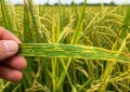 Alerta sanitaria en el arroz argentino: detectaron un virus que hasta ahora solo se conocía en Japón