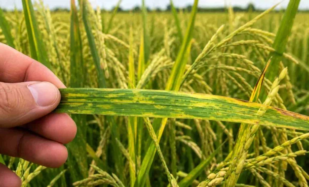 Alerta sanitaria en el arroz argentino: detectaron un virus que hasta ahora solo se conocía en Japón