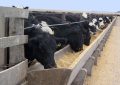 Retención de vientres y feedlots llenos: “Hoy la ganadería tiene la dopamina por las nubes”