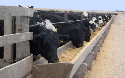 Retención de vientres y feedlots llenos: “Hoy la ganadería tiene la dopamina por las nubes”