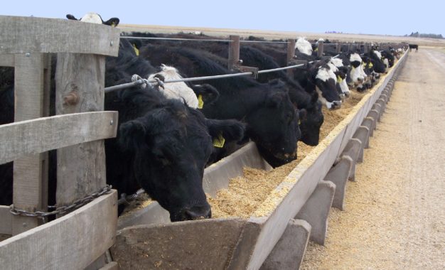 Retención de vientres y feedlots llenos: “Hoy la ganadería tiene la dopamina por las nubes”