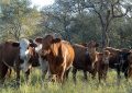 La ganadería se fortalece en el Chaco Semiárido de la mano de las gramíneas megatérmicas