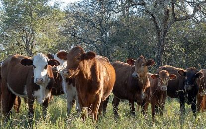 La ganadería se fortalece en el Chaco Semiárido de la mano de las gramíneas megatérmicas