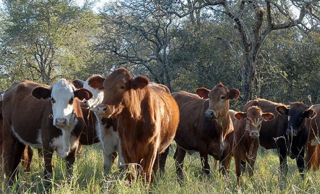 La ganadería se fortalece en el Chaco Semiárido de la mano de las gramíneas megatérmicas