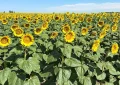 El girasol consolida su expansión: rindes históricos y exportaciones en alza
