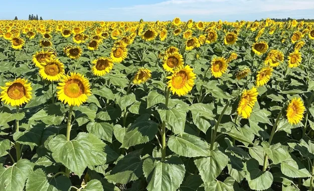 El girasol consolida su expansión: rindes históricos y exportaciones en alza