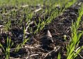 La siembra de trigo puso primera y avanza de manera acelerada