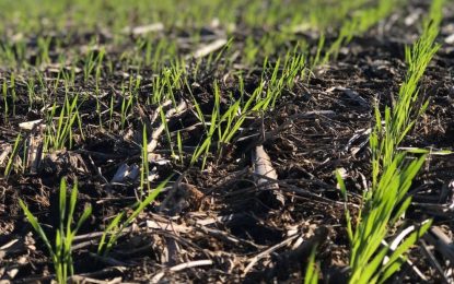 La siembra de trigo puso primera y avanza de manera acelerada