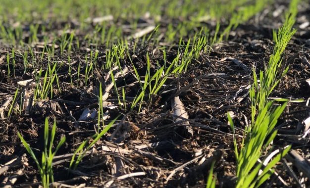 La siembra de trigo puso primera y avanza de manera acelerada