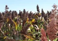 Sorgo: ensayos del Inta Oliveros ratifican su potencial productivo