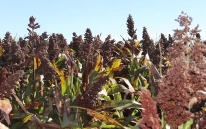 Sorgo: ensayos del Inta Oliveros ratifican su potencial productivo