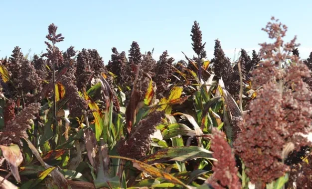 Sorgo: ensayos del Inta Oliveros ratifican su potencial productivo