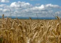 Trigo: la Bolsa de Rosario estimó una caída de 7% en la siembra