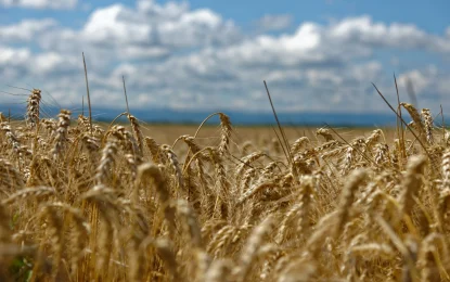 Trigo: la Bolsa de Rosario estimó una caída de 7% en la siembra