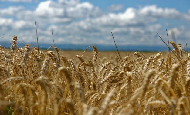 Trigo: la Bolsa de Rosario estimó una caída de 7% en la siembra
