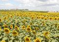 Con nuevas inversiones y exportaciones en alza, el complejo girasolero consolida su expansión