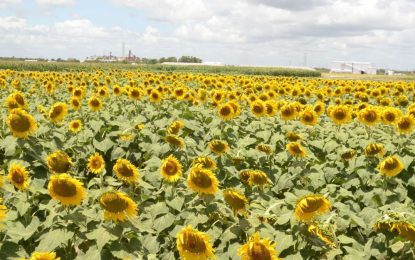 Con nuevas inversiones y exportaciones en alza, el complejo girasolero consolida su expansión