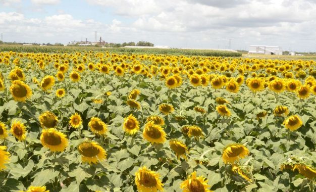 Con nuevas inversiones y exportaciones en alza, el complejo girasolero consolida su expansión
