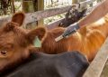 Fiebre aftosa: el Senasa introdujo una nueva adecuación en el esquema de vacunación