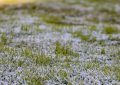 Pronóstico de heladas generalizadas: el invierno llega con vientos polares de “gran vigor”
