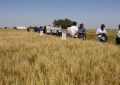 Trigo: “Alcanzar el máximo potencial requiere gestionar de manera integrada nutrición, suelo y genética”