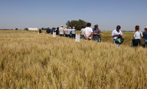 Trigo: “Alcanzar el máximo potencial requiere gestionar de manera integrada nutrición, suelo y genética”