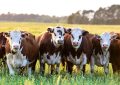 Agroactiva Ganadera: una muestra del buen momento del sector