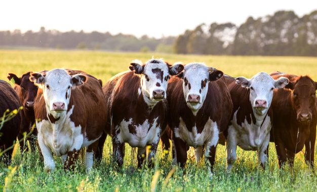 Agroactiva Ganadera: una muestra del buen momento del sector
