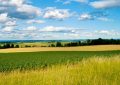 Campo al borde: el agro vuelve a mirar la biodiversidad