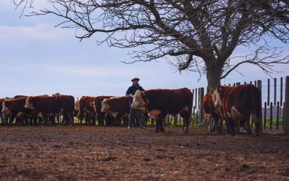 Novillos más pesados: la estrategia genética que engordó los resultados en la Cuenca del Salado