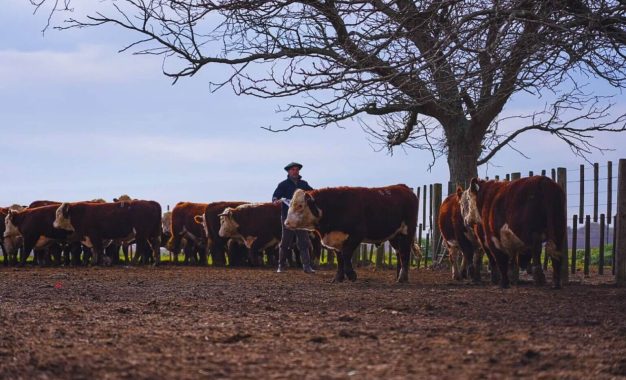 Novillos más pesados: la estrategia genética que engordó los resultados en la Cuenca del Salado