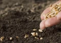 Mientras la Ley de Semillas espera y Sembrá Evolución crece, se prorrogó la vigencia del sistema Bolsatech