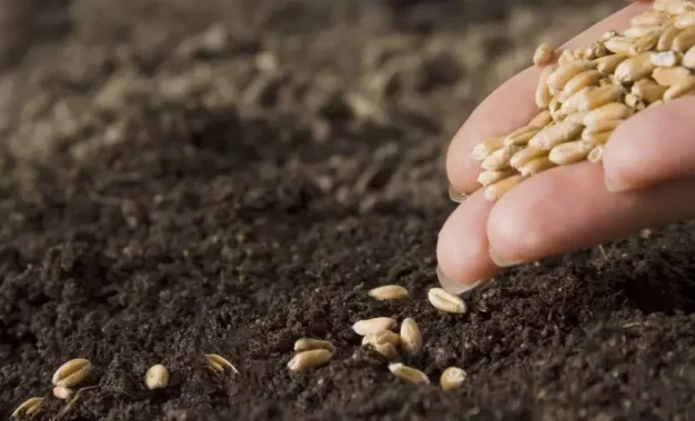 Mientras la Ley de Semillas espera y Sembrá Evolución crece, se prorrogó la vigencia del sistema Bolsatech