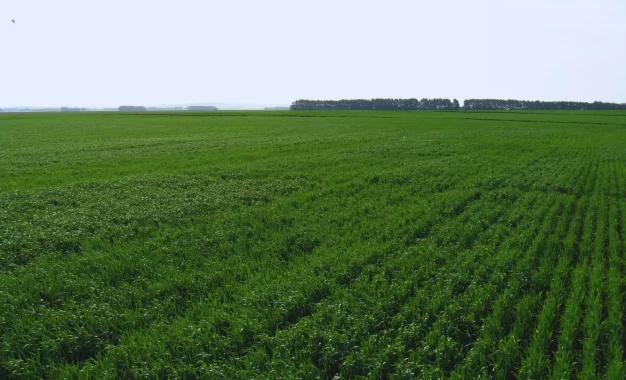 El agro mira al Pacífico: esperan un «Niño» fuerte que impulse la próxima campaña