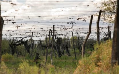 “La situación es catastrófica”: el drama de un pequeño productor vitivinícola de Mendoza