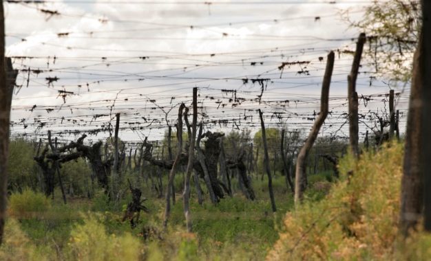 “La situación es catastrófica”: el drama de un pequeño productor vitivinícola de Mendoza