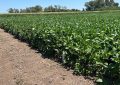 La soja dejó su marca: con techos de 5.900 kg/ha en zona núcleo