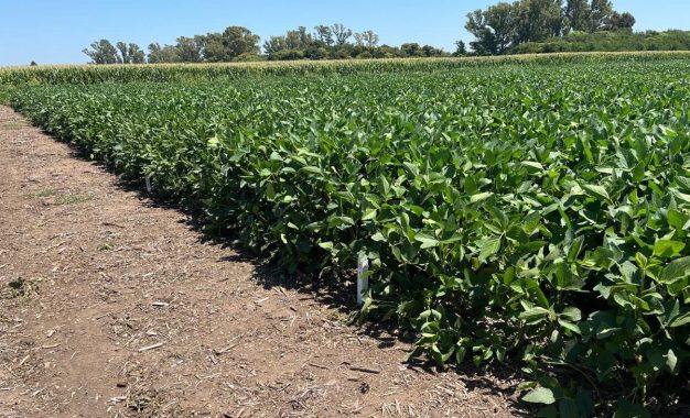 La soja dejó su marca: con techos de 5.900 kg/ha en zona núcleo