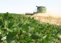 La producción de soja rozó los 50 millones de toneladas impulsada por altos rindes