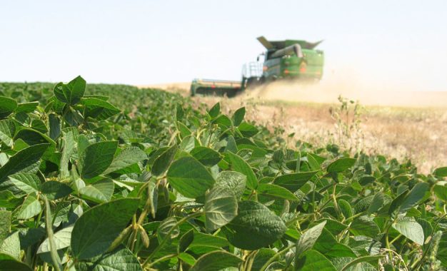 La producción de soja rozó los 50 millones de toneladas impulsada por altos rindes