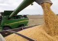 Soja argentina: el hallazgo científico que puede abrir nuevas oportunidades comerciales