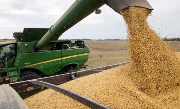 Soja argentina: el hallazgo científico que puede abrir nuevas oportunidades comerciales