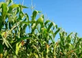 El clima vuelve a dominar el mercado global de granos