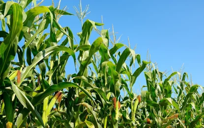 El clima vuelve a dominar el mercado global de granos